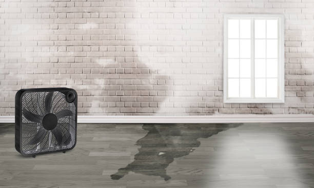 Best Flood restoration services  in Eatonville, FL